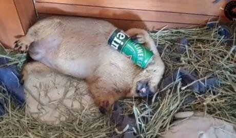 Drunk marmot video thumbnail