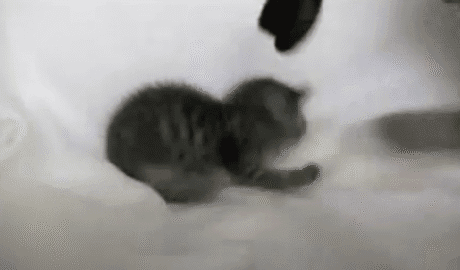 Funny Vid: Cat Slaps Kitten's Hat Off