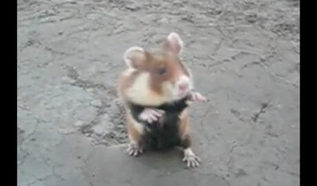 evil hamster video