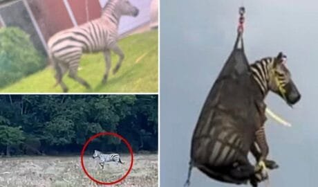 Ed the runaway zebra captured after week on the run