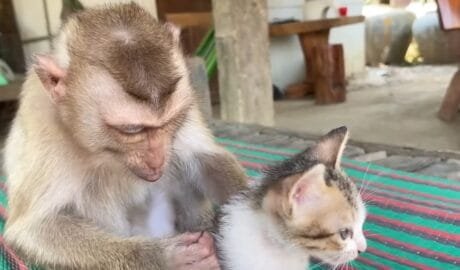 Monkey Massage Cat 28 Monkey massaging massage cat vietnam video