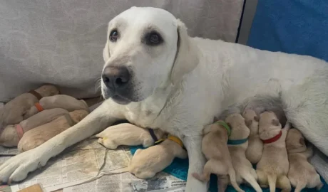 Pet sitters help dog deliver 14 pups as owner away