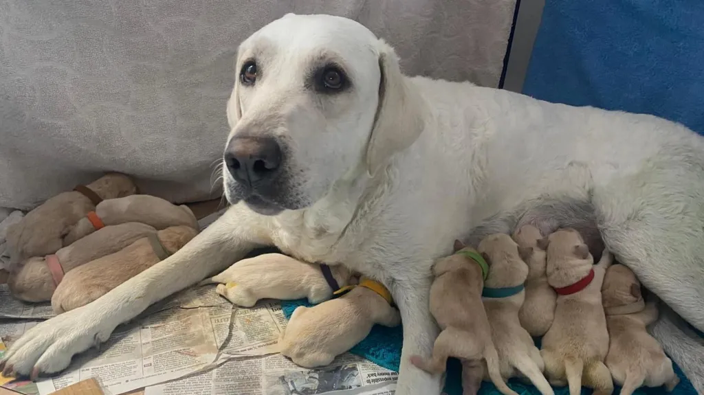 Pet sitters help dog deliver 14 pups as owner away