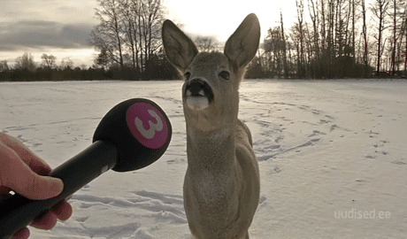 Deer Interview Video Meme 29 Watch Estonian Deer Interview Video Meme & Backstory showpositivity show positivity show positivity website