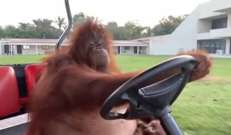Orangutan Driving Golf Cart