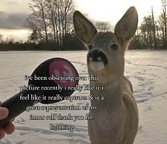 tiktok deer interview meme