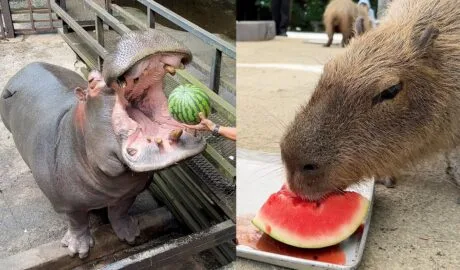 animals eating watermelon video japan Nagasaki Biopark