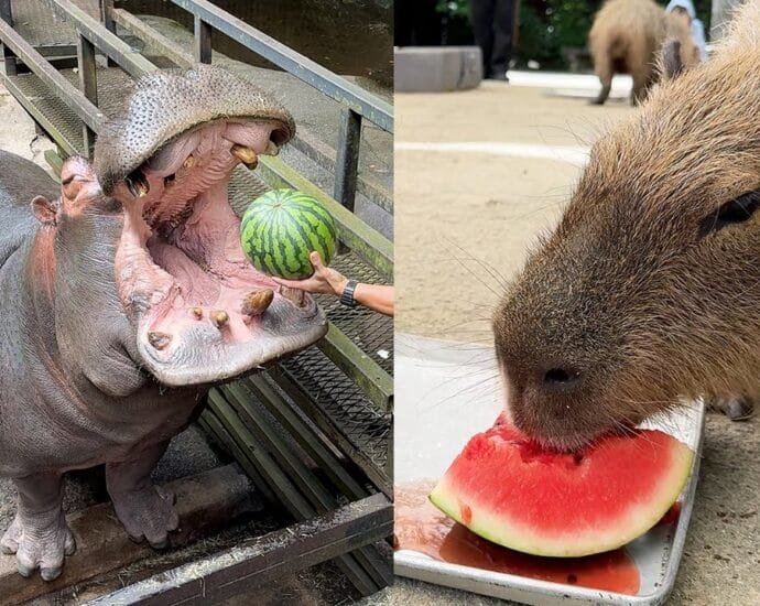Animals Eating Watermelon Video 6 animals eating watermelon video japan Nagasaki Biopark