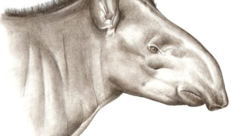 New Species of Tapir Discovered for First Time in 150 Years: Tapirus Kabomani 11 Tapirus kabomani