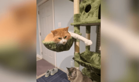 Cheddar Big Booty Cheeseburger