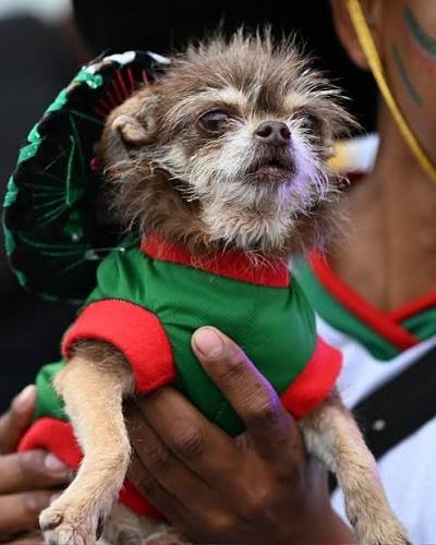 dog1