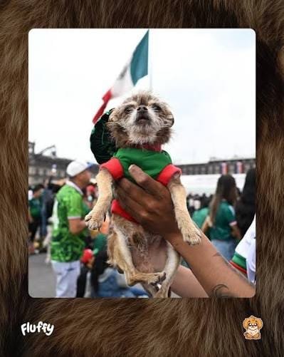 dog2