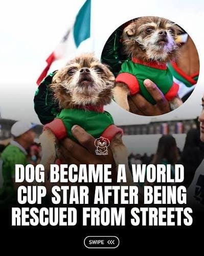 luchito world cup instagram
