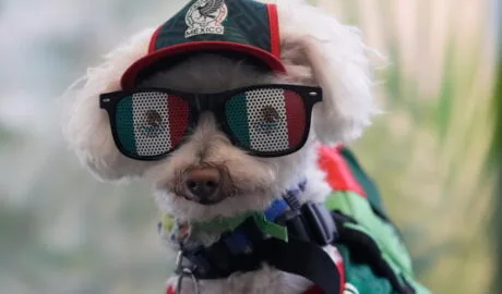 Osito dog in the world cup