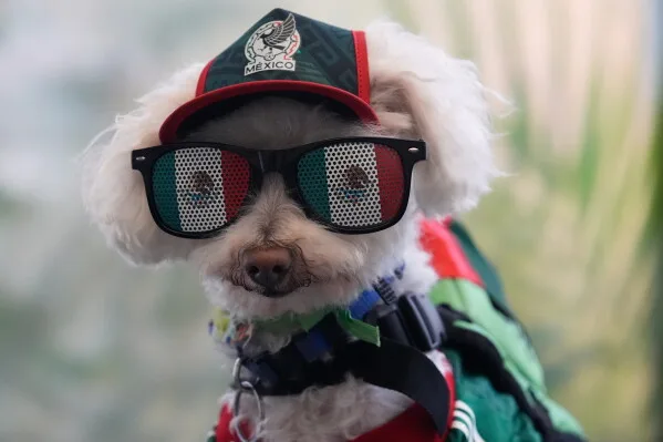 Osito dog in the world cup
