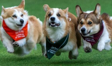 Corgi Race Vilnius: International Corgis Championship Racing for #1 Spot 7 Corgi Race Vilnius 3 corgi racing
