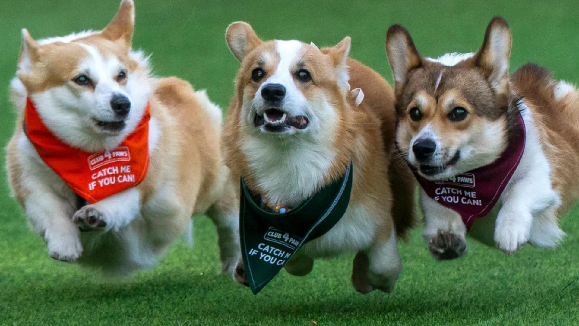 Corgi Race Vilnius 3 corgi racing